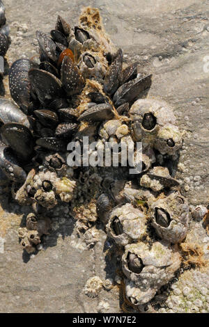 Acorn barnacles (Balanus perforatus) Felsen neben gemeinsamen Miesmuscheln (Mytilus edulis) mit Seepocken und kürzlich cyprid Larven in den Prozess der Verkalkung an der Felswand und Muschel- und barnacle Muscheln, an der Küste bei Ebbe low ausgesetzt zu Kalkstein. Rhossili, die Halbinsel Gower, Großbritannien, Juli. Stockfoto