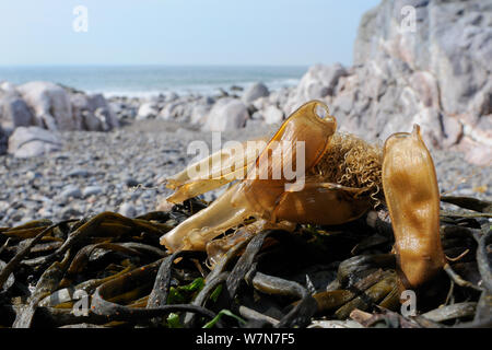 Mehrere Mermaid Geldbeutel ei Fälle der Schreiadler catshark/Katzenhai (scyliorhinus Canicula) auf Algen angespült Ufer. Rhossili, die Halbinsel Gower, Großbritannien, Juli. Stockfoto