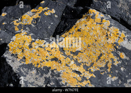 Kalkstein Felsen hoch über der Flut mit Patches von Gemeinsamen orange Flechten (Xanthoria parietina) und schwarzen Teer Flechten (Hydropunctaria Maura/Verrucaria maura). Rhossili, die Halbinsel Gower, Großbritannien, Juli. Stockfoto