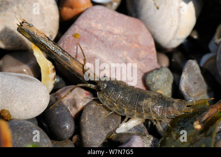 Meer Slater/Strand woodlouse (Ligia oceanica) auf Kieselsteinen. Rhossili, die Halbinsel Gower, Großbritannien, Juli. Stockfoto