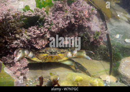 Shore Crab (Carcinus maenas) im defensiven Haltung mit den Krallen in Spalt angehoben unter Coralweed (Corralina officinalis). Rhossili, die Halbinsel Gower, Großbritannien, Juli. Stockfoto