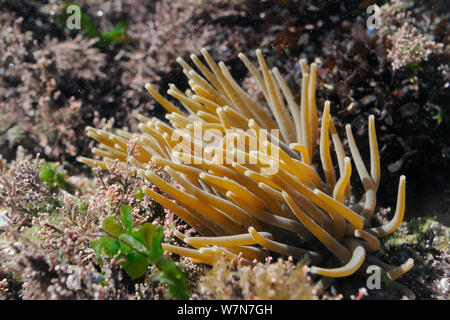 In der Nähe von Snakelocks Anemone (Anemonia viridis) unter Coralweed (Corallina officinalis) Filter Fütterung in einem rockpool. Rhossili, die Halbinsel Gower, Juli. Stockfoto