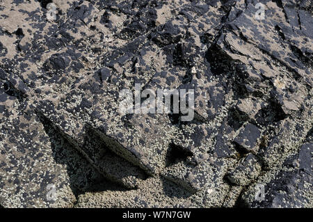 Kalkstein Felsen hoch über der Küste dappled mit Patches von schwarzen Teer Flechten (Hydropunctaria Maura/Verrucaria maura) und stark unter verkrustete mit Montagu stellate Seepocken (Chthamalaus montagui), bei Ebbe ausgesetzt. Rhossili, die Halbinsel Gower, Großbritannien, Juli. Stockfoto