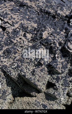 Kalkstein Felsen hoch über der Küste dappled mit Patches von schwarzen Teer Flechten (Hydropunctaria Maura/Verrucaria maura) und stark unter verkrustete mit Montagu stellate Seepocken (Chthamalaus montagui), bei Ebbe ausgesetzt. Rhossili, die Halbinsel Gower, Großbritannien, Juli. Stockfoto