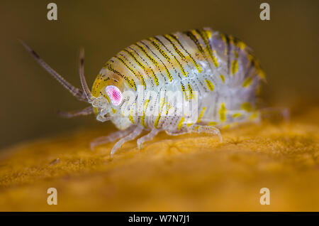 (Amphipod Iphimedia Obesa) oben auf eine Kolonie von Deadman's Finger (Alcyonium Digitatum) Coral, Loch Carron, Ross und Cromarty, Schottland, UK, April. Wussten Sie schon? Es sind fast 10.000 namens Arten von amphipoden - möglicherweise viele weitere nicht identifiziert. Stockfoto