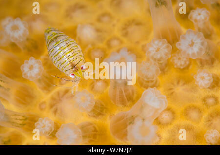 (Amphipod Iphimedia Obesa) oben auf eine Kolonie von Deadman's Finger (Alcyonium Digitatum) Coral, Loch Carron, Ross und Cromarty, Schottland, UK, April. Wussten Sie schon? Obwohl Korallenriffe als tropische gedacht sind, gibt es auch Kaltwasserkorallen. Stockfoto