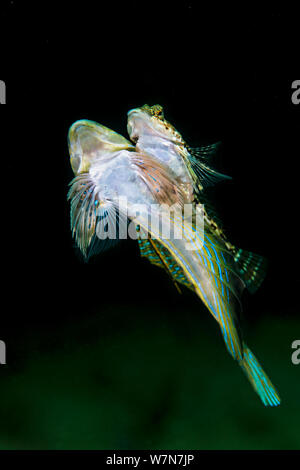 Laichpaar der retikulierten Libelle (Callionymus reticulatus). Stockfoto