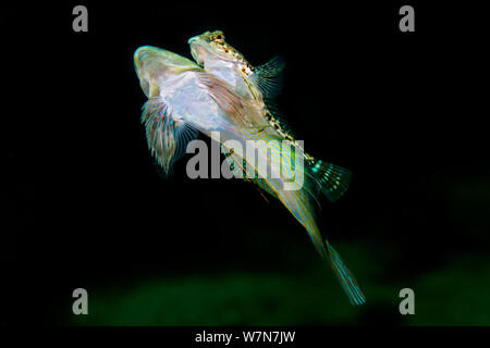 Laichpaar der retikulierten Libelle (Callionymus reticulatus) Stockfoto