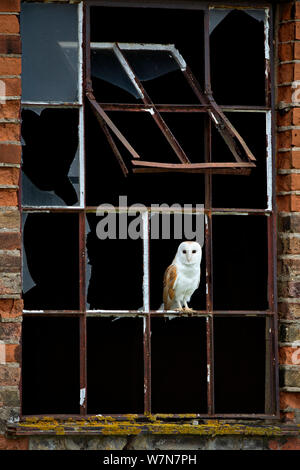 Schleiereule (Tyto alba) in gebrochenen Fenster Rahmen thront. Wales, UK, März. Stockfoto