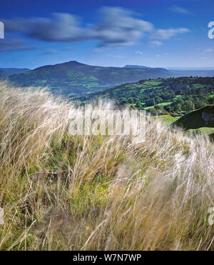 Gräser in den Wind mit Blick über Brede im Hintergrund, Brecon Beacons National Park, Powys, Wales, Großbritannien, Oktober Stockfoto