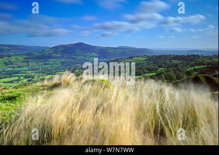 Gräser in den Wind mit Blick über Brede im Hintergrund, Brecon Beacons National Park, Powys, Wales, Großbritannien, Oktober Stockfoto