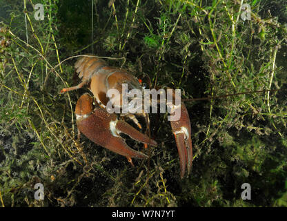 Signal Crayfish (Pacifastacus leniusculus) am See unten, Wraysbury See, Middlesex, England, kann Stockfoto