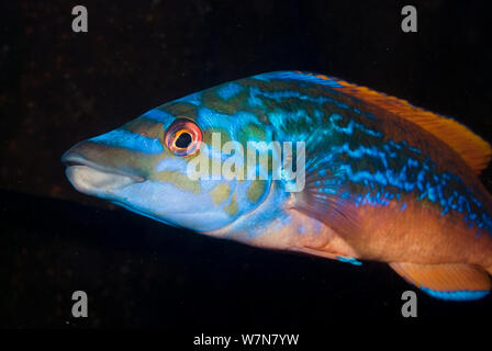 Männliche Kuckuck lippfisch (Labrus Mixtus), Plymouth, Devon, England, UK, Juni Stockfoto