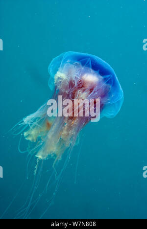 Blaue Qualle (Cyanea Lamarckii), Porthkerris Cove, Cornwall, England, Großbritannien, Juni Stockfoto