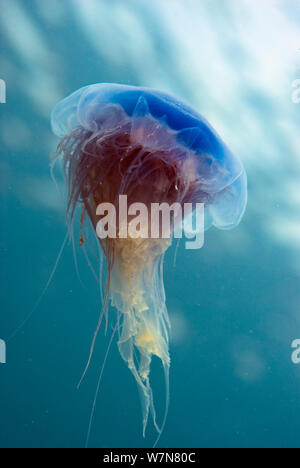 Blaue Qualle (Cyanea Lamarckii), Porthkerris Cove, Cornwall, England, Großbritannien, Juni Stockfoto