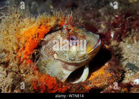 Tompot Blenny (Parablennius Gattorugine), Swanage, Dorset, England, UK, Mai Stockfoto