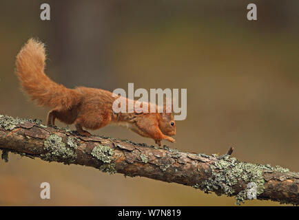 Eichhörnchen (Sciurus vulgaris) entlang einer Niederlassung, Highlands, Schottland, UK, Februar Stockfoto