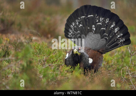 Männliche Auerhahn (Tetrao urogallus) anzeigen und Fütterung auf pine Setzlinge, Highlands, Schottland, Großbritannien, Februar Stockfoto