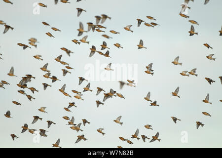 Eine Herde von Hänflinge (Carduelis cannabina) im Flug über Ackerland, Hertfordshire, England, UK, Dezember Stockfoto