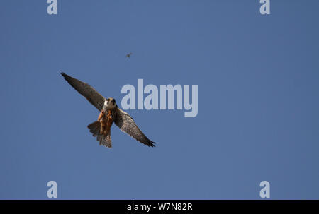 Hobby (Falco subbuteo) Jagd Libellen, Hertfordshire, England, UK, April Stockfoto