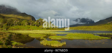 Überrest Pinien Wald, Beinn Eighe National Nature Reserve, Wester Ross, Schottland, UK, Juni 2011 Stockfoto