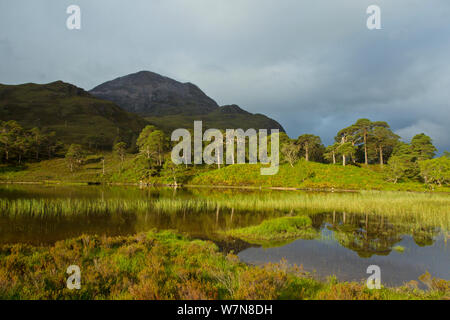 Überrest Pinien Wald, Beinn Eighe National Nature Reserve, Wester Ross, Schottland, UK, Juni 2011 Stockfoto