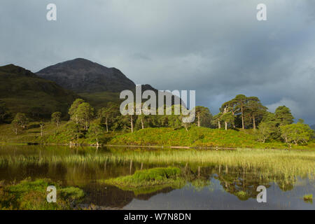 Überrest Pinien Wald, Beinn Eighe National Nature Reserve, Wester Ross, Schottland, Großbritannien Stockfoto