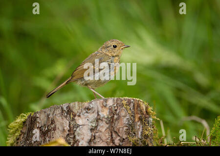 Robin (Erithacus Rubecula) Kinder in Waldgebiet, Schottland, Großbritannien, Juli Stockfoto