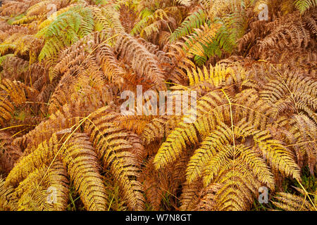 Adlerfarn (Pteridium aquilinium) Wedel im Herbst, Glen Affric, Schottland, Großbritannien, Oktober. Wussten Sie schon? Adlerfarn ist evolutionär sehr erfolgreich, mit einem fossilen Datensatz zurück 55 Millionen Jahre. Stockfoto