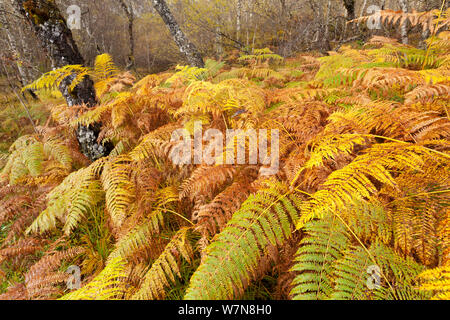 Adlerfarn (Pteridium aquilinium) Wedel im Herbst, Glen Affric, Schottland, Großbritannien, Oktober Stockfoto