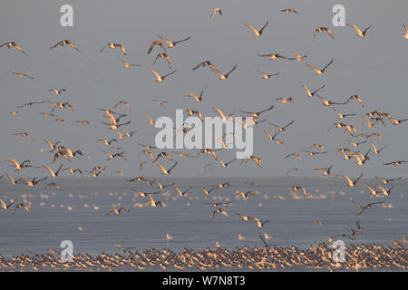 Herde der Austernfischer (Haematopus ostralegus) und Knoten (Calidris canuta) im Flug und am Wattenmeer fliesse. Die Wäsche Estuary, Norfolk, September. Stockfoto