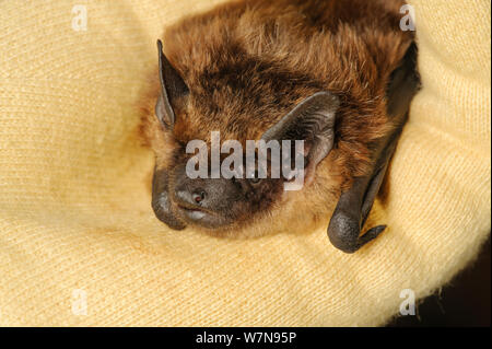 Orphan Serotine Bat (Eptesicus Serotinus) Hand von Hazel Ryan von der Kent Bat Fraktion angesprochen. Jetzt ein Erwachsener ungeeignet für die Freigabe. Kent, Großbritannien, Juni. Stockfoto