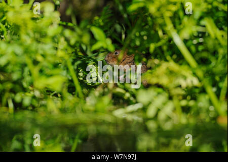 Schermaus (Arvicola Amphibius / Terrestris) von Wasser auf Nahrungssuche. Kent, UK, August. Stockfoto