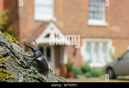 Hirschkäfer (Lucanus cervus) in defensiver Haltung; Männliche in Garten, wo es natürlich entstanden. Kent, Großbritannien, Juni. Kontrollierten Situation. Stockfoto