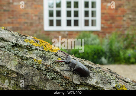 Hirschkäfer (Lucanus cervus) in defensiver Haltung; Männliche in Garten, wo es natürlich entstanden. Kent, Großbritannien, Juni. Kontrollierten Situation. Stockfoto