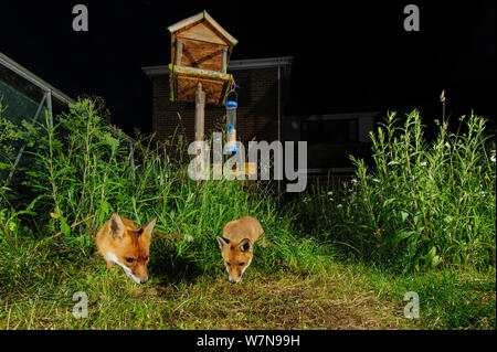 Red Foxes (Vulpes vulpes) Futter für scaps in der Stadt Haus Garten verwaltet für widlife. Vixen und Cub. Kent, Großbritannien, Juni. Kamera trap Bild. Eigentum veröffentlicht. Stockfoto