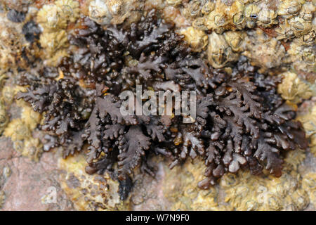 Pfeffer Dulse rote Algen (Osmundea/Laurencia Dioicus) wachsen auf barnacle verkrustete Felsen an der Küste, Wembury, Devon, UK, August niedrig. Stockfoto