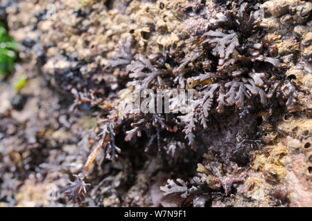 Pfeffer Dulse rote Algen (Osmundea/Laurencia Dioicus) wachsen auf barnacle verkrustete Felsen an der Küste, Wembury, Devon, UK, August niedrig. Stockfoto