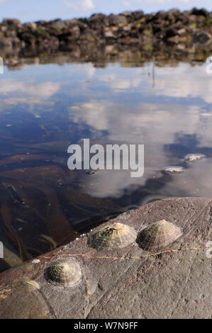 Gruppe der Gemeinsamen Kletten (Patella Vulgata) zu einem Boulder niedrig am Ufer befestigt, die durch die Flut in der Nähe von Falmouth, Cornwall, UK, August abgedeckt werden. Stockfoto