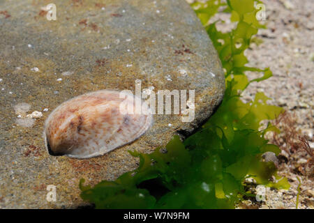 Junge amerikanische slipper Limpet (Crepidula fornicata) einen invasiven Pest der Austernzucht in Europa, angeschlossen an ein Boulder im rockpool, in der Nähe von Falmouth, Cornwall, UK, August. Stockfoto