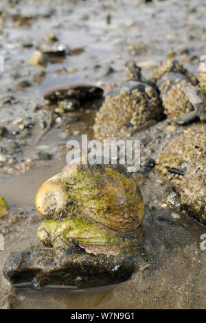 Drei Amerikanische slipper Kletten (Crepidula fornicata), invasive Schädlinge der Austernzucht in Europa, gestapelt übereinander auf wattgebiet in der barnacle verkrustete Gemeinsame Miesmuscheln (Mytilus edulis), Helford River, Helford, Cornwall, UK, August. Stockfoto