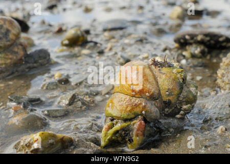 Vier amerikanische slipper Kletten (Crepidula fornicata), invasive Schädlinge der Austernzucht in Europa, aufeinander auf Wattenmeer gestapelt, Helford River, Helford, Cornwall, UK, August. Stockfoto