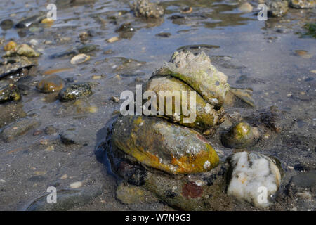 Drei Amerikanische slipper Kletten (Crepidula fornicata), invasive Schädlinge der Austernzucht in Europa, aufeinander auf Wattenmeer gestapelt, Helford River, Helford, Cornwall, UK, August. Stockfoto