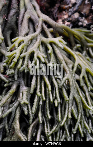 Nahaufnahme der Verzweigung Wedel aus Samt Hupe/Spongeweed (Codium Tomentosum) wachsende auf Felsen niedrig am Ufer, Wembury, Devon, UK, August. Stockfoto