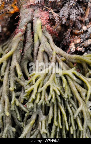 Nahaufnahme des holdfast und Verzweigung Wedel aus Samt Hupe/Spongeweed (Codium Tomentosum) wachsende auf Felsen niedrig am Ufer, Wembury, Devon, UK, August. Stockfoto