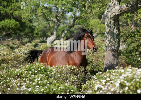 Die Giara di Gesturi Hengst Galopp unter Korkeichen, auf der Giara di Gesturi Plateau, Sardinien, Italien. Stockfoto