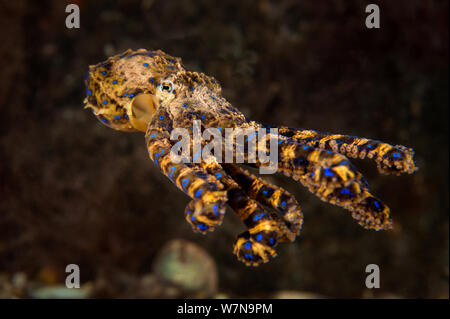 Süd-/Pacific Blue-Octopus beringt (hapalochlaena Maculosa) schwimmt über den Meeresgrund. Port Philip Bay, Blairgowrie, Melbourne, Victoria, Australien. Stockfoto