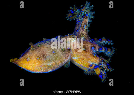 Eine unbeschriebene Arten von Blue ring Octopus (Hapalochlaena sp.) Schwimmen in der Nacht. Java Sea, Puri Jati, Bali, Indonesien. Süd Ost Asien. Stockfoto