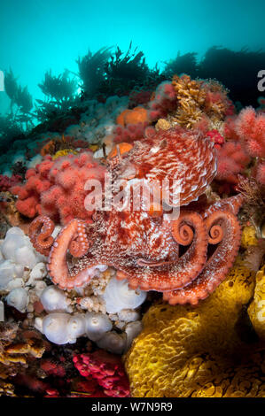 Pacific giant Octopus (Enteroctopus dofleini) Jagt für Essen auf ein farbenfrohes Riff in Browning, Vancouver Island, British Columbia, Kanada Stockfoto