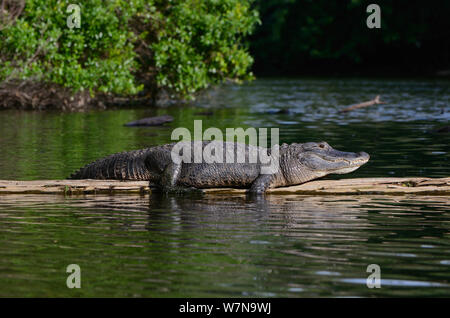 American alligator (Alligator mississippiensis) ruht auf Anmelden, Hillsborough River, Florida, USA Stockfoto